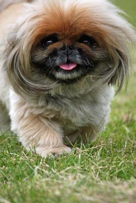 Read online A Smiling Pekinese, for the Love of Dogs: Blank 150 Page Lined Journal for Your Thoughts, Ideas, and Inspiration - NOT A BOOK file in ePub