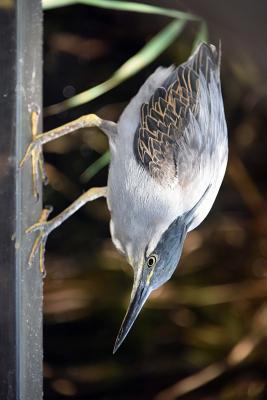 Read Striated Heron, Birds of the World: Blank 150 Page Lined Journal for Your Thoughts, Ideas, and Inspiration - NOT A BOOK file in ePub