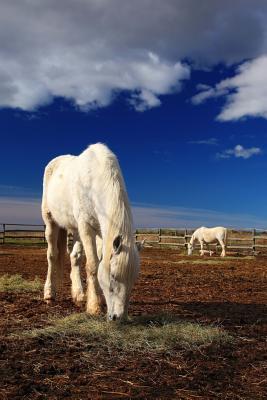 Read online White Horses Feeding in France Journal: 150 Page Lined Notebook/Diary - NOT A BOOK | ePub