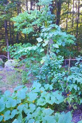 Download Journal Backyard Summer Garden Forest Edge: (Notebook, Diary, Blank Book) - NOT A BOOK | ePub