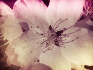 Download Garden Of Dreams (Dreaming of Daisies Book 1) - Joey colon | ePub