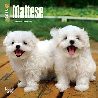Read Maltese 2018 7 x 7 Inch Monthly Mini Wall Calendar, Animals Small Dog Breeds Pet (Multilingual Edition) - NOT A BOOK | PDF