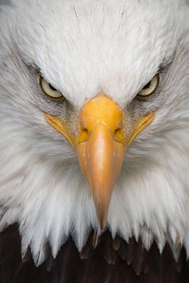 Download Eagle Portrait Journal: 150 Page Lined Notebook/Diary - NOT A BOOK | PDF